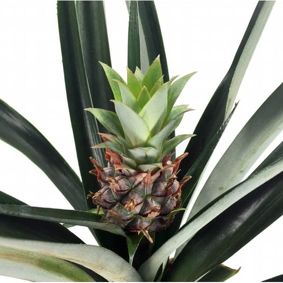 Fruiting Pineapple Plant - Ananas comosus - Great Indoors/Out - 6" Pot