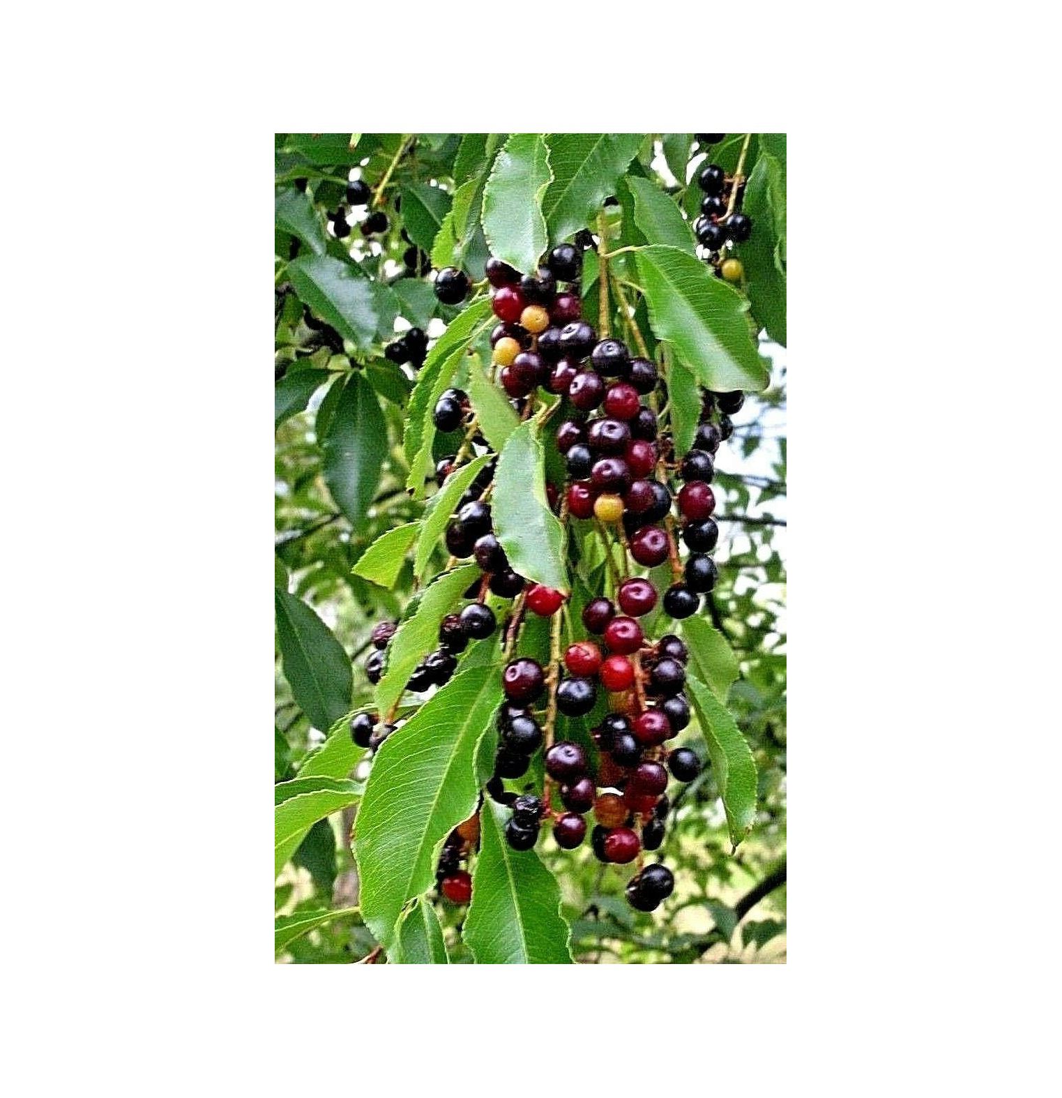 Fruits Plant 2 Live Plants Wild Black Cherry Trees Prunus SEROTINA