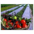 thumbnail image 1 of Fruits Vegetables Ceramic Tile Mural Kitchen Backsplash Bathroom Shower, 405227, 1 of 3
