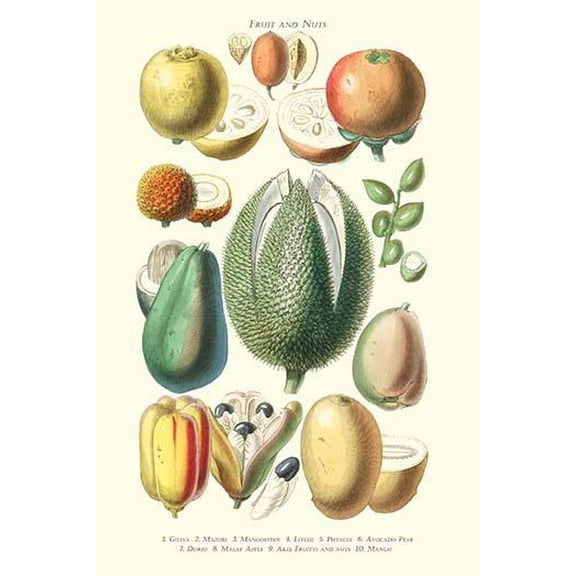 Fruits and Nuts. Guava, Jujube, Mangosteen, Lychee, Pistachio, Avocado, Durian, Malay Apple, Mango, Akee-Fine Art Canvas Print (20" x 30")