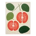 thumbnail image 1 of Fruity Guava Orange Green Kitchen Extra Large XL Wall Art Poster Print, 1 of 5