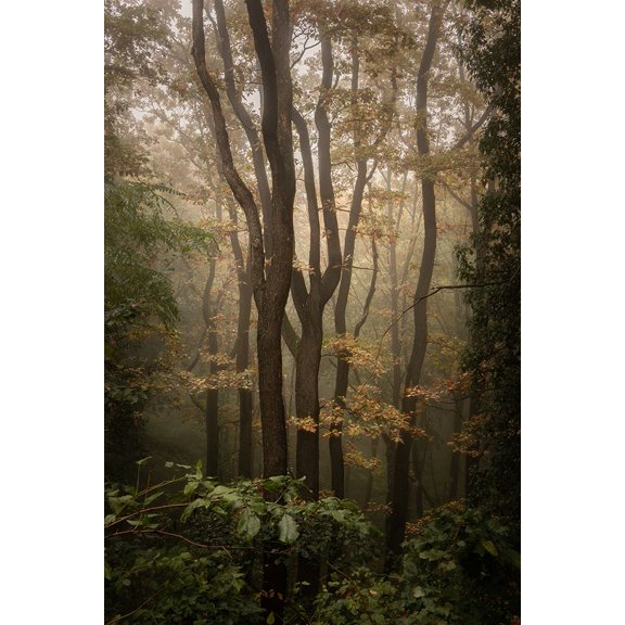 Fruska Gora Poster Print - Tomislav Tomic (24 x 36)