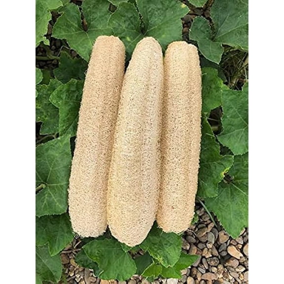Fu997 Natural Loofah Sponges Organic Luffa Bath Shower Sponge Exfoliating Body Back Scrubber for Men Women Adults SPA Beauty Bathing Daily Care - 4 PCS