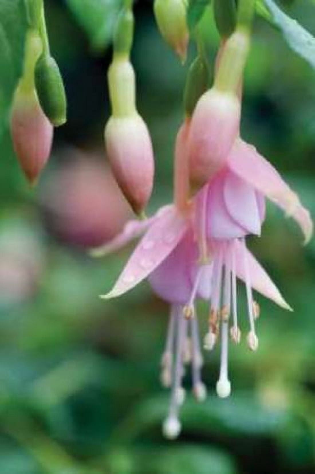 Fuchsia Bloom II Canvas Art - Erin Berzel (20 x 28)