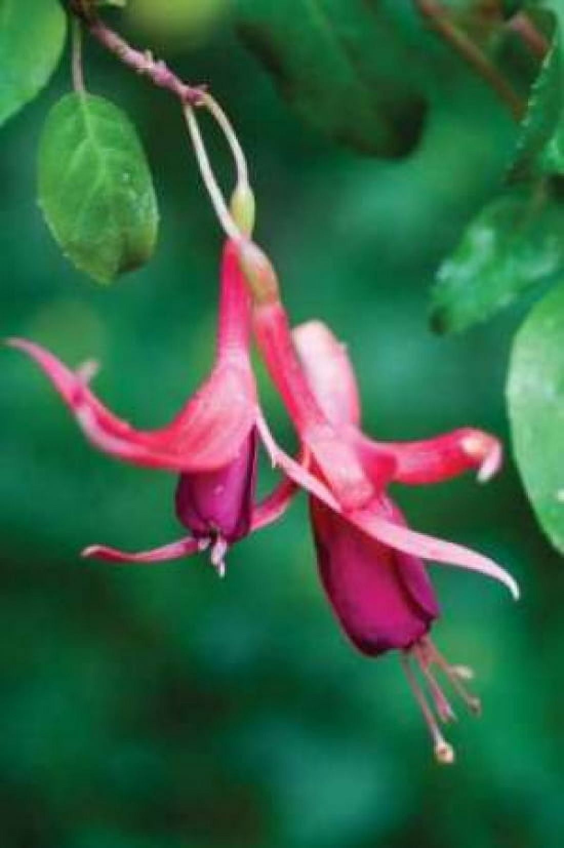 Fuchsia Bloom III Canvas Art - Erin Berzel (20 x 28)