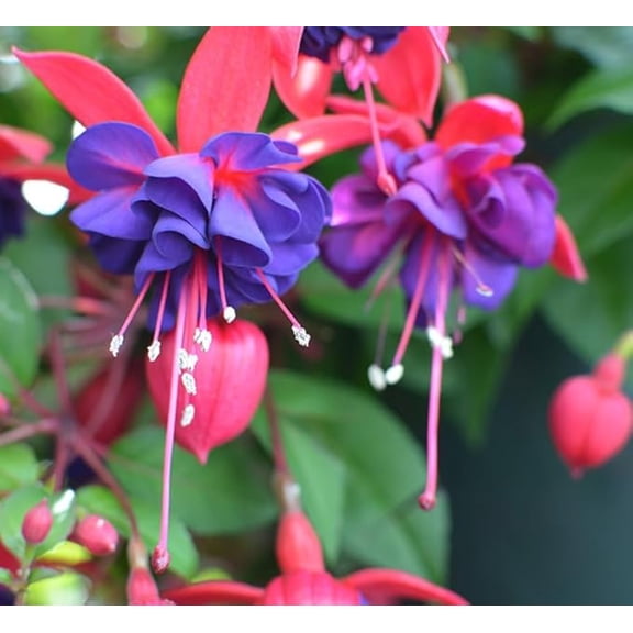 Fuchsia Blue Eyes Plug Plant 3 to 5 Inches Tall, Double Purple Hanging Fuchsia Flower, Compact Trailing Plant for Baskets and Containers