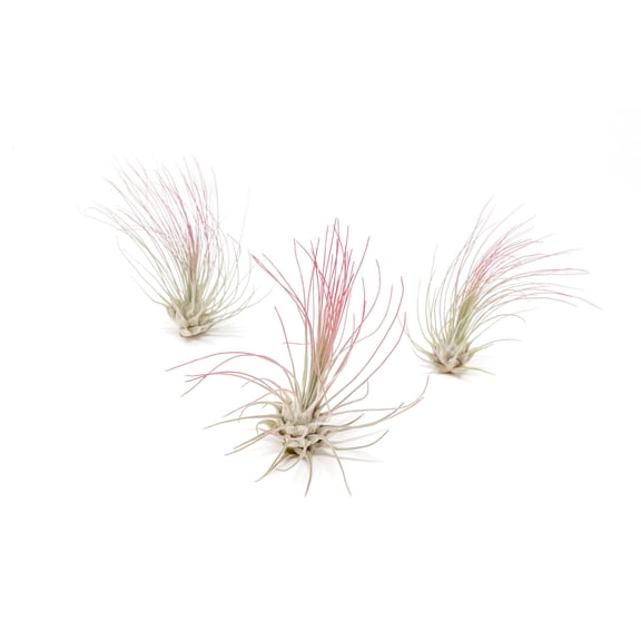 Fuchsia Colorful Tillandsia Air Plants - Long Lasting Color Enhanced Live Tillandsia Succulent House Plants - Home and Garden Decor - Easy Care Indoor/Outdoor Plants (Argentea Thin, Pack of 3)