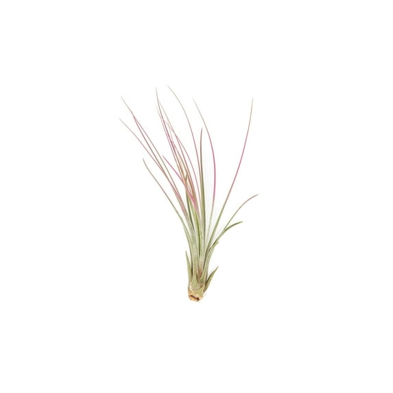 Fuchsia Colorful Tillandsia Air Plants - Long Lasting Color Enhanced Live Tillandsia Succulent House Plants - Home and Garden Decor - Easy Care Indoor/Outdoor Plants (Juncea, Single)