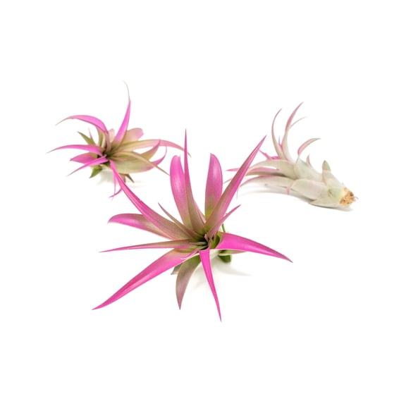 Fuchsia Colorful Tillandsia Air Plants - Long Lasting Color Enhanced Live Tillandsia Succulent House Plants - Home and Garden Decor - Easy Care Indoor/Outdoor Plants (Brachycaulos Abdita, Pack of 3)