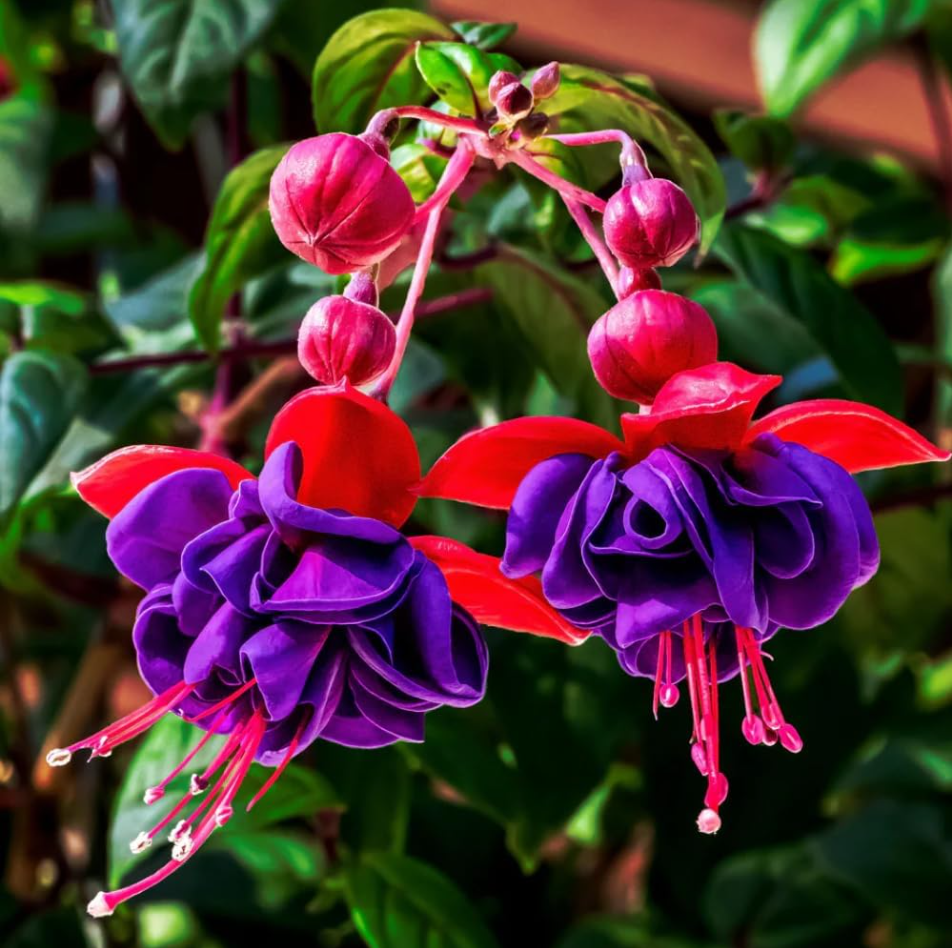 Fuchsia Dark Eyes Plant Live for Planting, 4-6 Inch Tall, Purple Flower Fuchsia Plant Indoor Outdoor Gardening, No Pot