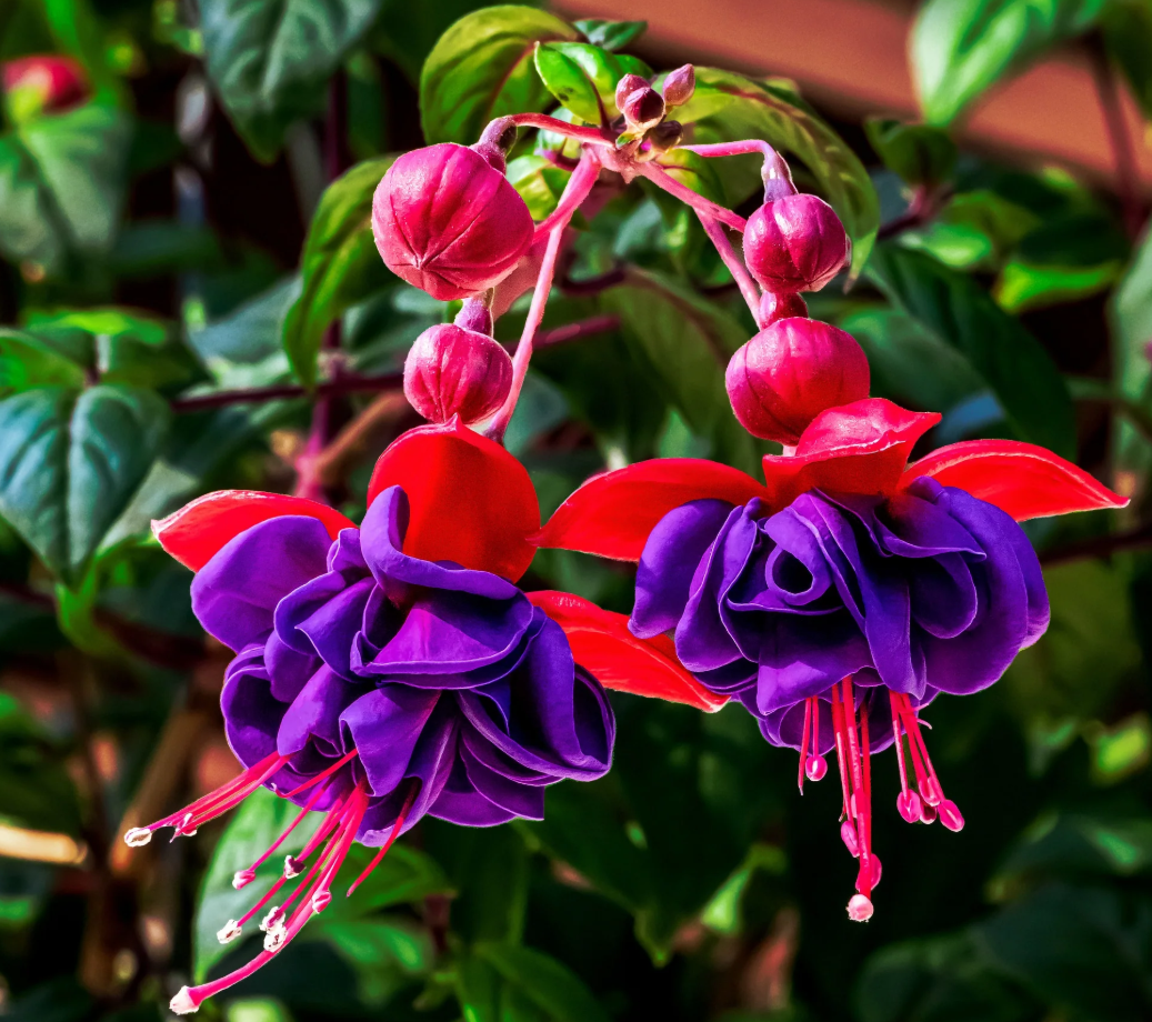 Fuchsia Dark Eyes Plants Live, Purple Pink Flower Fuchsia Plant, 4 to 6 Inches Tall, No Potted, Indoor Outdoor Gardening