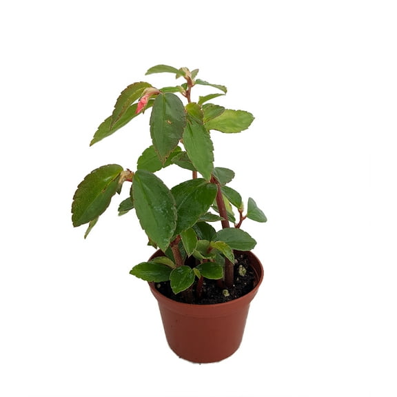 Fuchsia Flower Begonia Plant - 2.5" Pot - Begonia foliosa miniata - Redish Pink