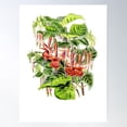 thumbnail image 1 of Fuchsia Hybrid Earl Of Beaconsfield Poster Wall Art, Modern Wall Decor For Living Room Bedroom, 16x24 UNFRAMED, 1 of 3
