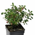 thumbnail image 1 of Fuchsia, Lottie Hobby - Pot Size: 3in (2.6x3.5in) - Shade Plants, 1 of 8