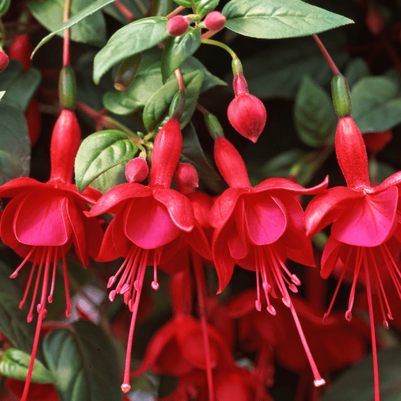 Fuchsia Marinka Plant Live in 4-6 Inc Tall, Hanging Basket Flower, Hardy Red Fuchsia Vine for Shade Gardens, USDA Zones 8-11
