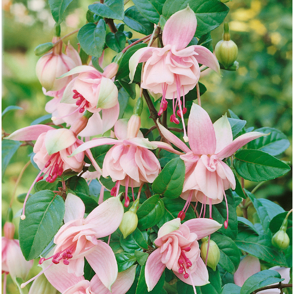 Fuchsia Southgate Live Plant, 47 Inch Tall Double Pink Flowering Starter, Hardy Deciduous Shrub for Garden Beds & Patio Containers