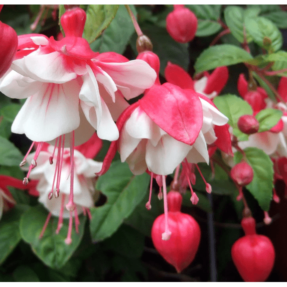 Fuchsia Swingtime Live Plant, 47 Inch Tall White & Red Flowering Shrub, Well-Rooted Fast-Growing Deciduous Garden Starter