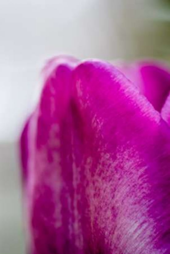 Fuchsia Tulip II Canvas Art - Beth Wold (24 x 36)