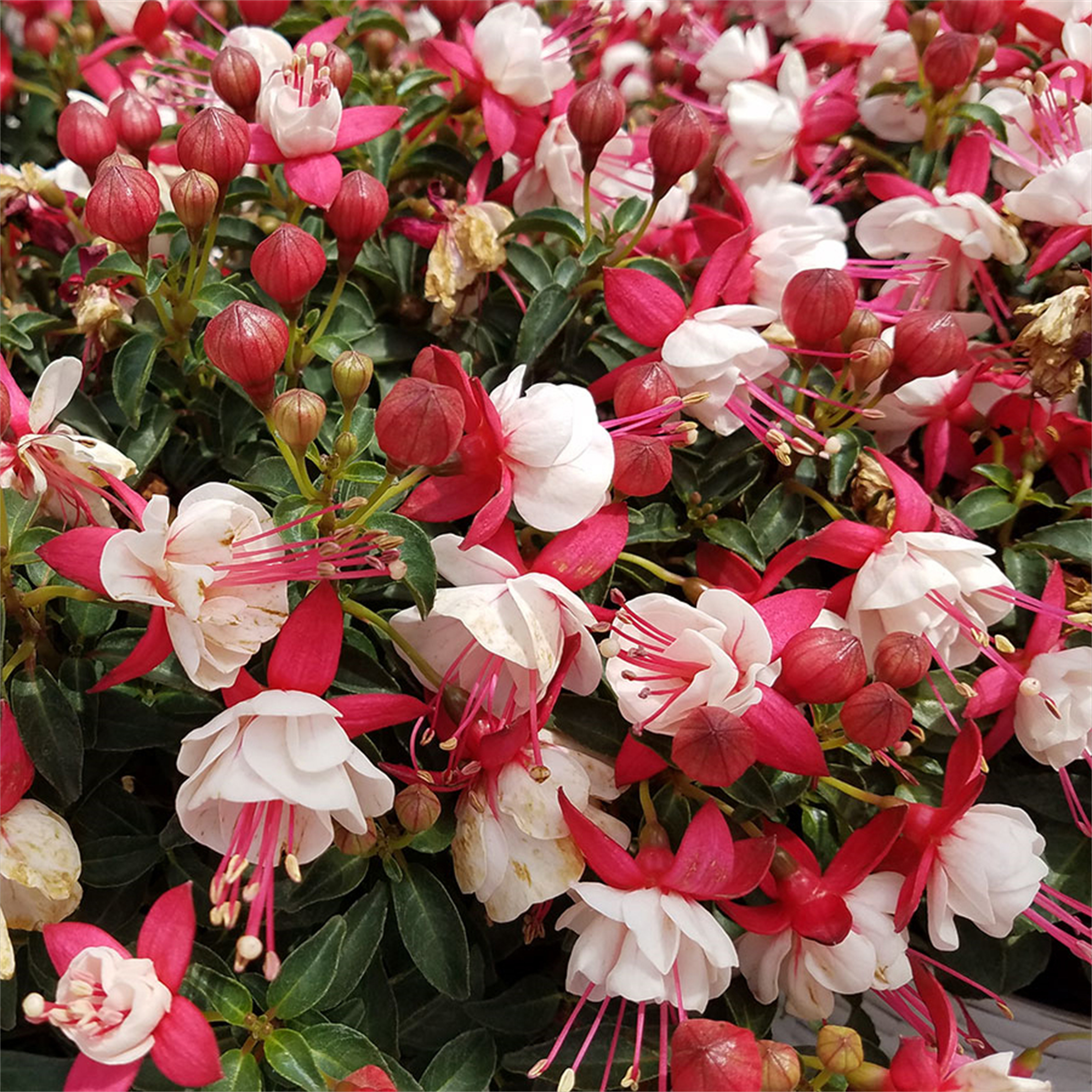 Fuchsia for Planting Perennial Striking Beautiful Potted Hanging Flowers Home Garden Plant