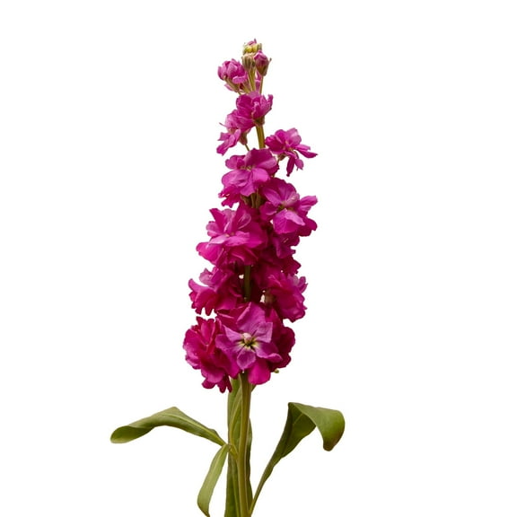 Fucsia Stock - Farm Direct Fresh Cut Flowers - 140 Stems