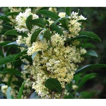 Fudingzhu Fragrant Tea Olive ( osmanthus ) - Live Plant - ( 1 QT )