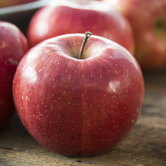 Fuji Apple Standard Dormant Bare Root Starter Fruit Tree (1-Pack)