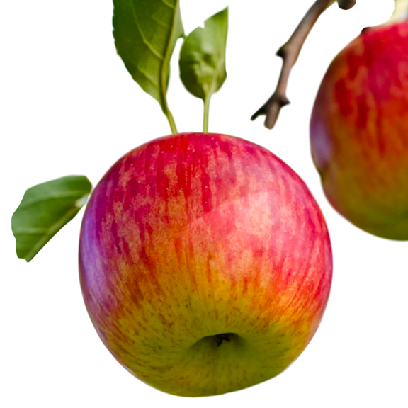 Fuji Apple Tree  Live Bareroot Fruiting Apple Tree with Crisp Sweet Apples, 5 Gallon Size, Single Plant