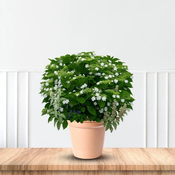 Fuji Waterfall Hydrangea  Cascading White Lacecap Flowering Shrub