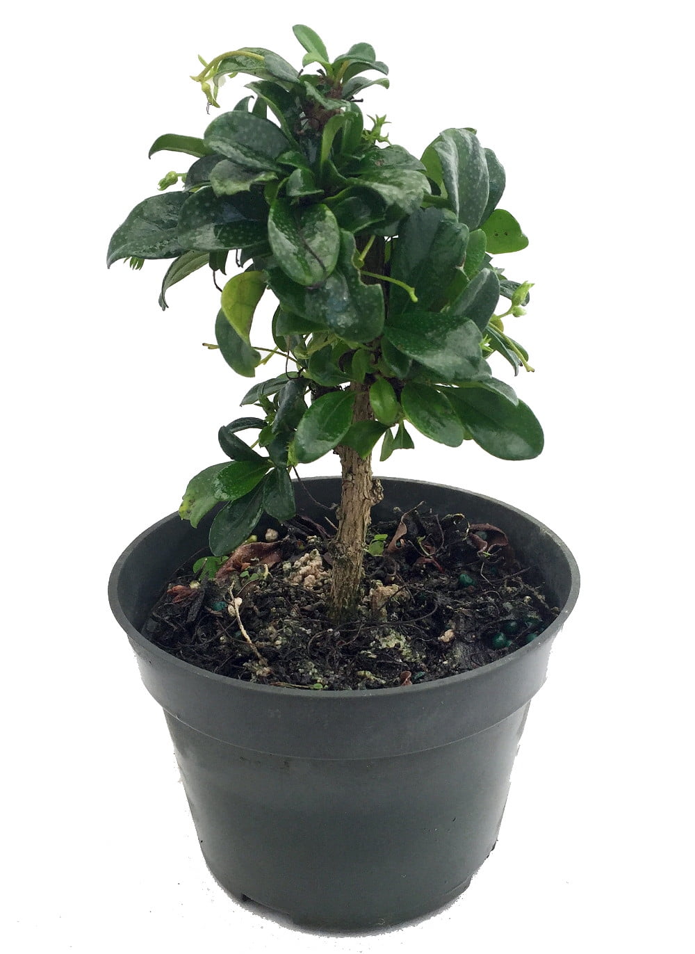 Fukientee - Carmona microphylla - 6 years - spherical shape