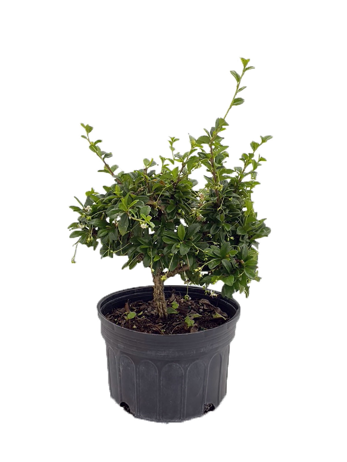Fukien Tea Bonsai Tree - Carmona microphylla - 8" Pot - Indoor Houseplant -  Walmart.com