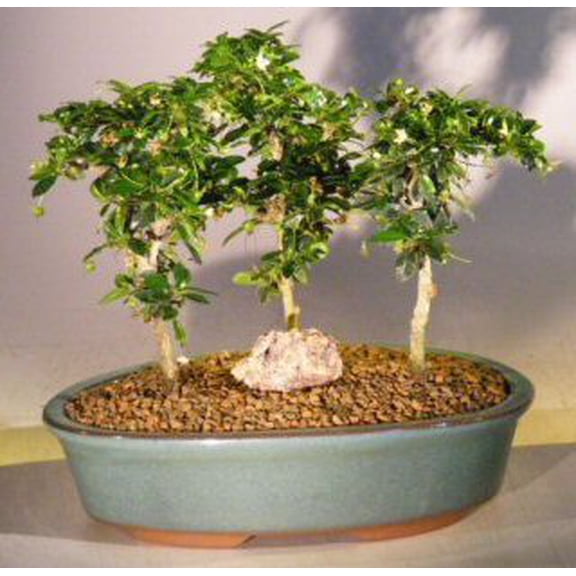 Fukien Tea Bonsai Tree Forest Group