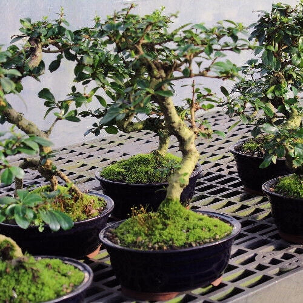 Bonsais De Interior Lego Bonsai Bonsi Natural Carmona Microphylla (rbol  Del T De Fukien) - Para Interior O Exterior, Fcil Cuidado Planta  Decorativa Viva Maceta Planta Bonsi Fcil Cuidado