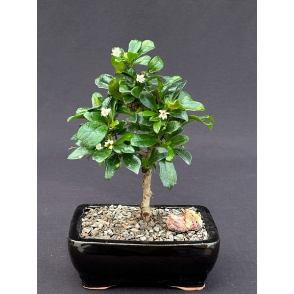 Fukien Tea Bonsai Tree - Small Straight Trunk Style (ehretia microphylla)