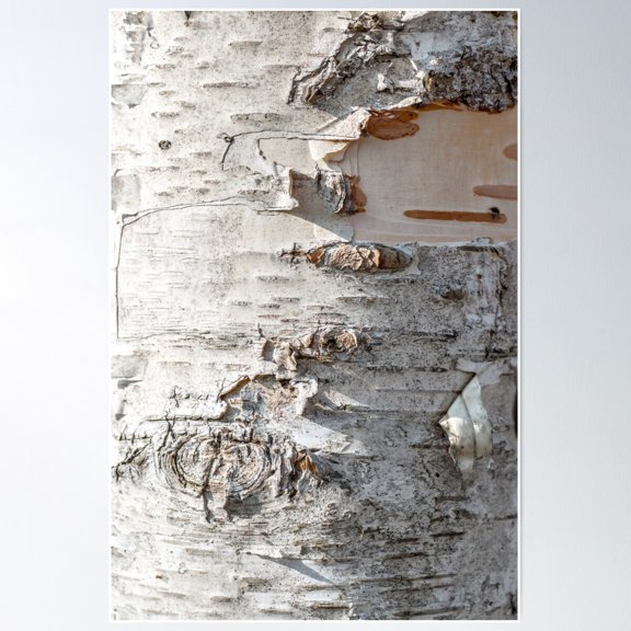 Full Frame Of Birch Bark Tree Detailed Texture In Close-Up Poster Wall Art, Modern Wall Decor For Living Room Bedroom, 12x18 UNFRAMED