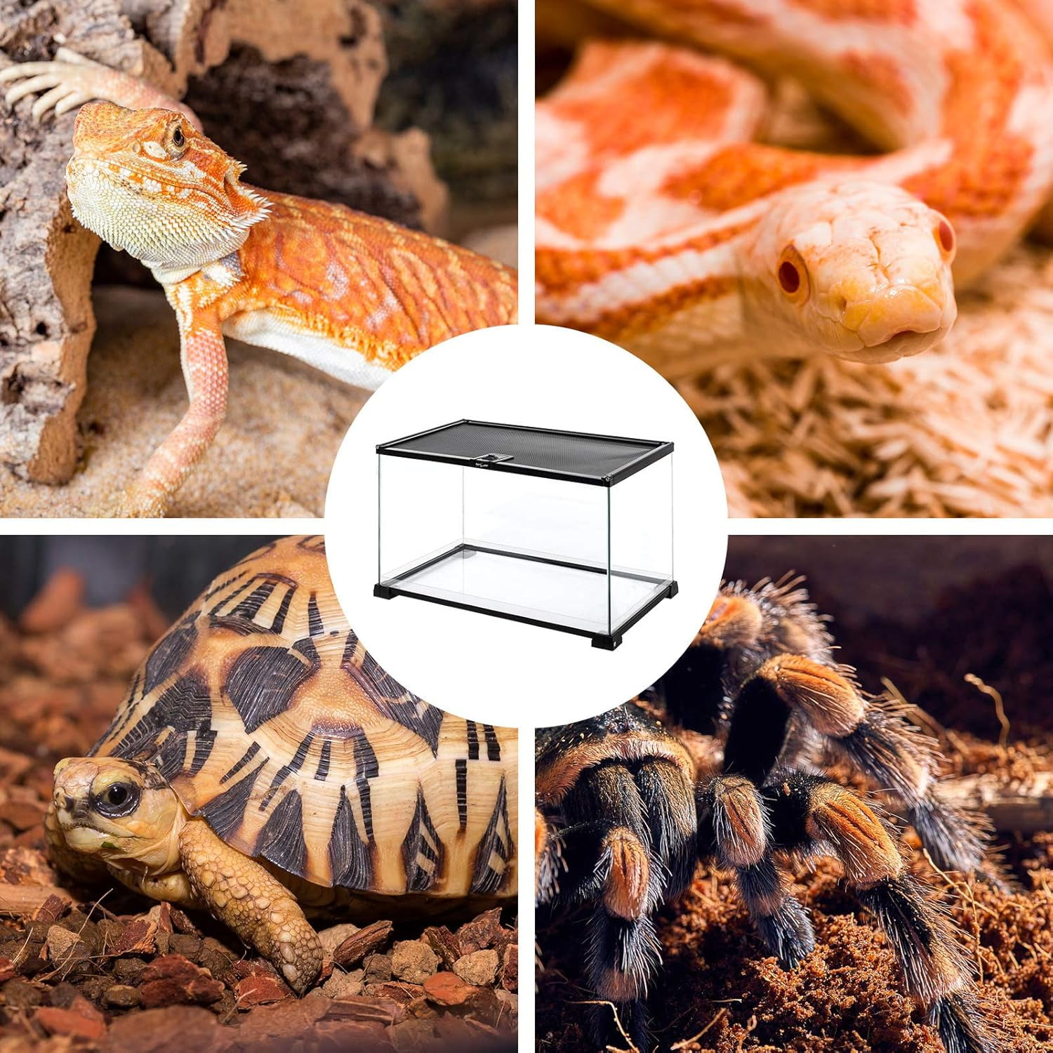 Full Glass Reptile Tank, Terrarium for Gecko Hermit Crab Hognose Snake etc, Top Screen Ventilation & Feeding