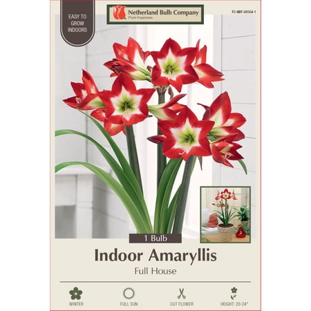 Full House Amaryllis - Exotic - 26/+ cm Bulb - One Bulb