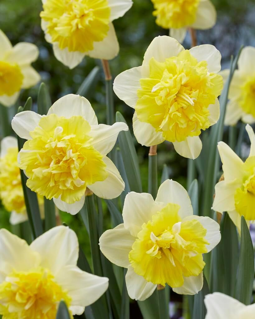 Full House Double Daffodil Bulbs for Planting, Beautiful White and Pink Blooms (20 Bulbs)