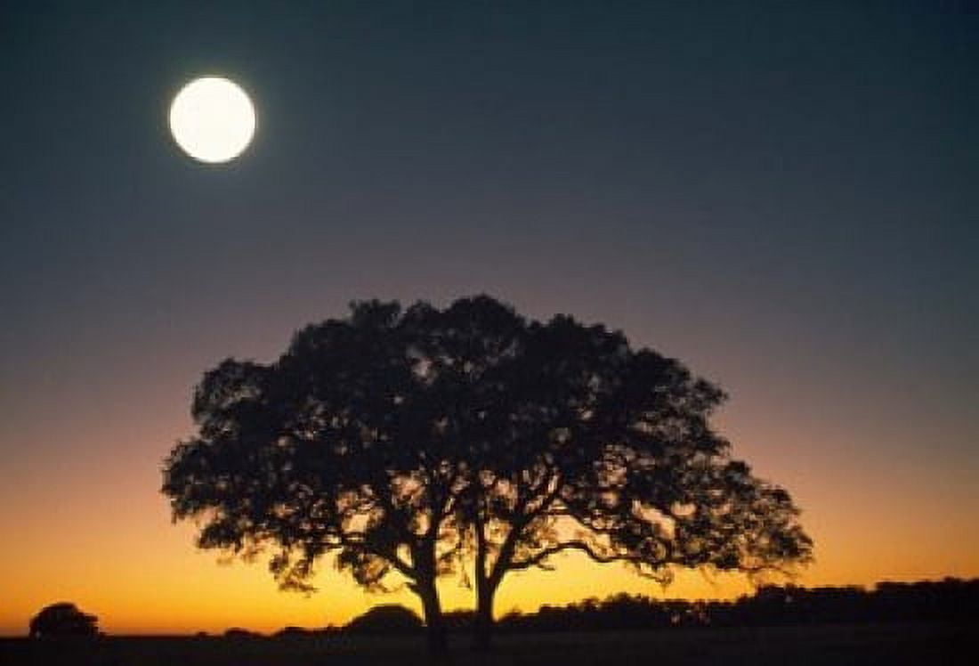 Full Moon Over Silhouetted Tree Canvas Art - Panoramic Images (18 x 12)