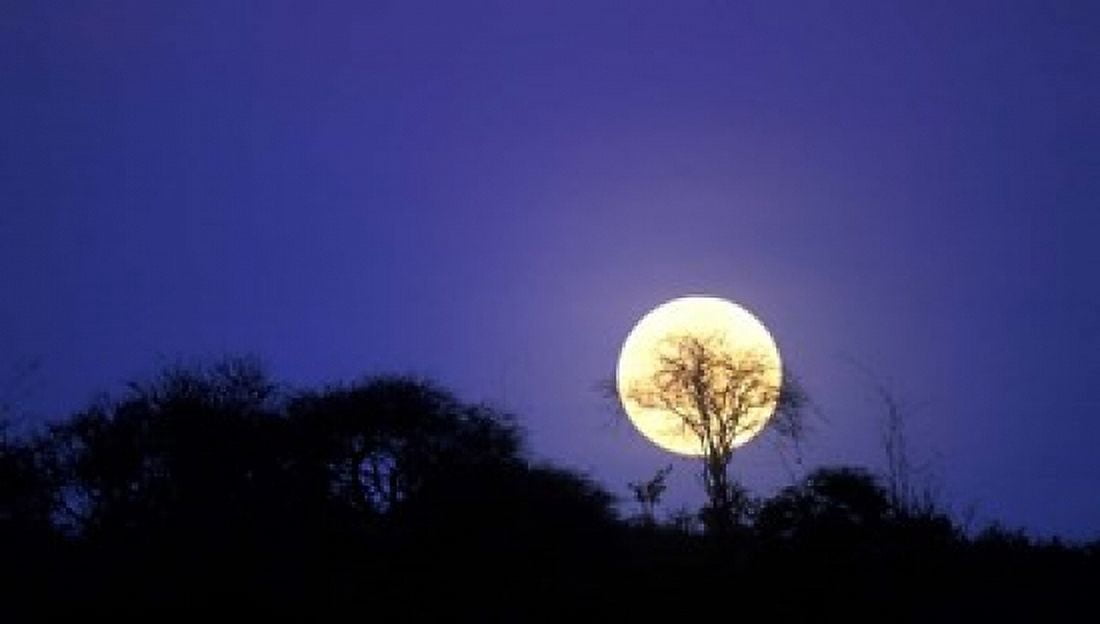Full Moon Rises Above Acacia Tree Amboseli National Park Kenya Canvas Art - Paul Souders DanitaDelimont (35 x 20)