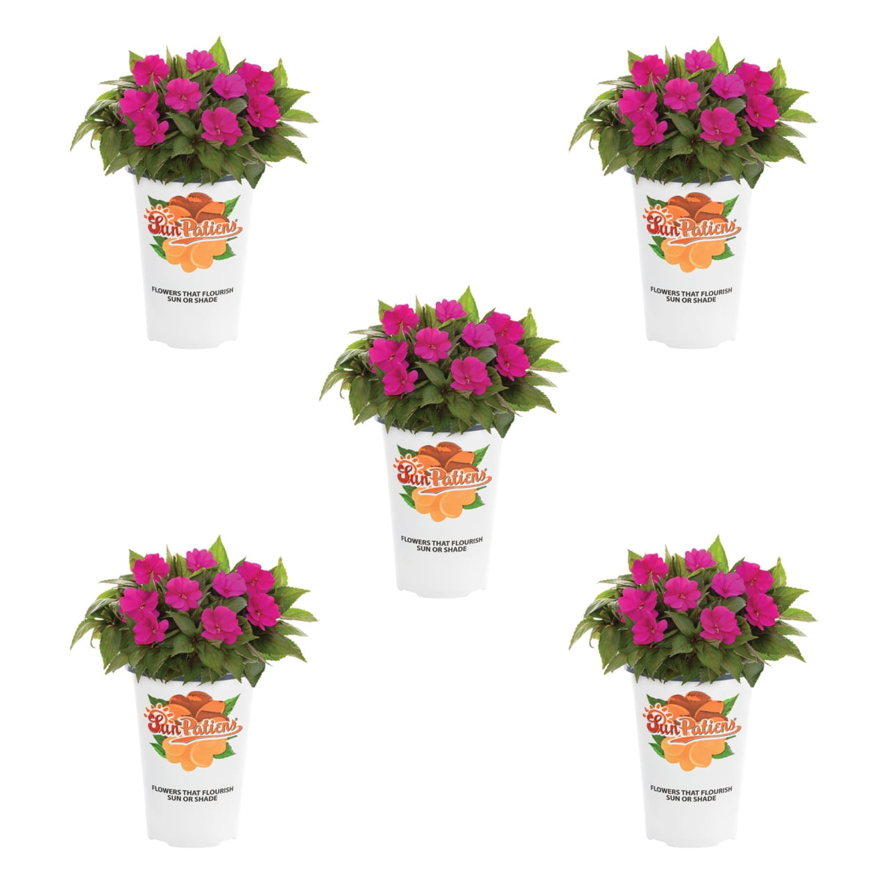 Sunpatiens 1.5PT Pink Impatiens Live Annual Plant Sun 5-Pack