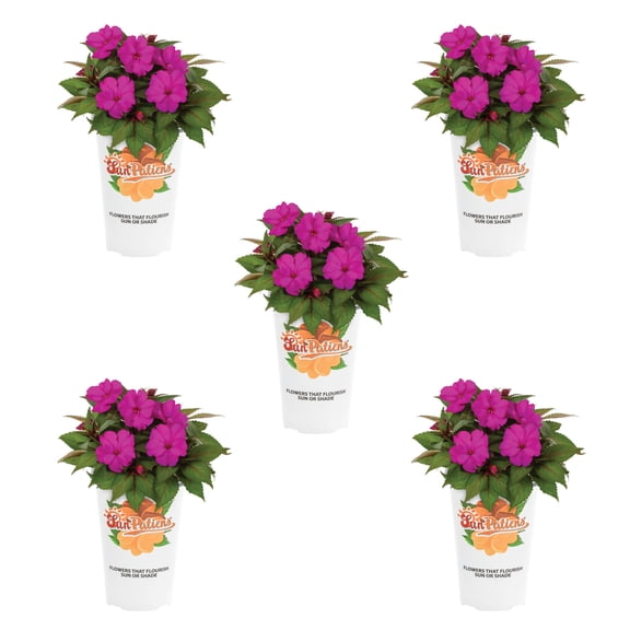 Sunpatiens 1.5PT Purple Impatiens Live Annual Plant Sun 5-Pack