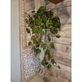 Full Trailing 8" Hanging Basket Philodendron Micans