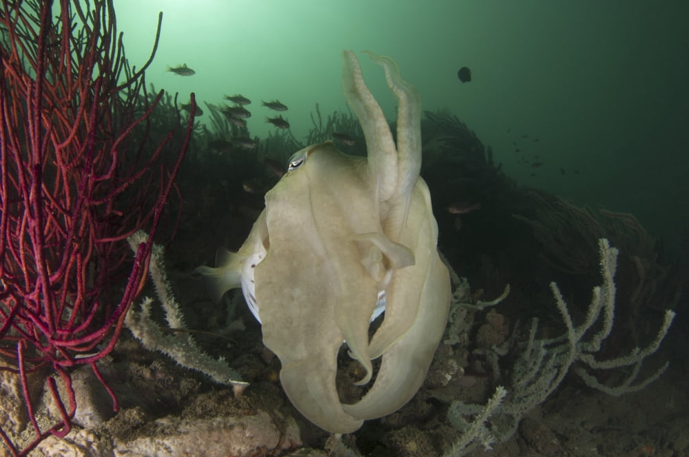 Full body view of a broadclub cuttlefish amongst a reef Canvas Art - Steve JonesStocktrek Images (17 x 12)