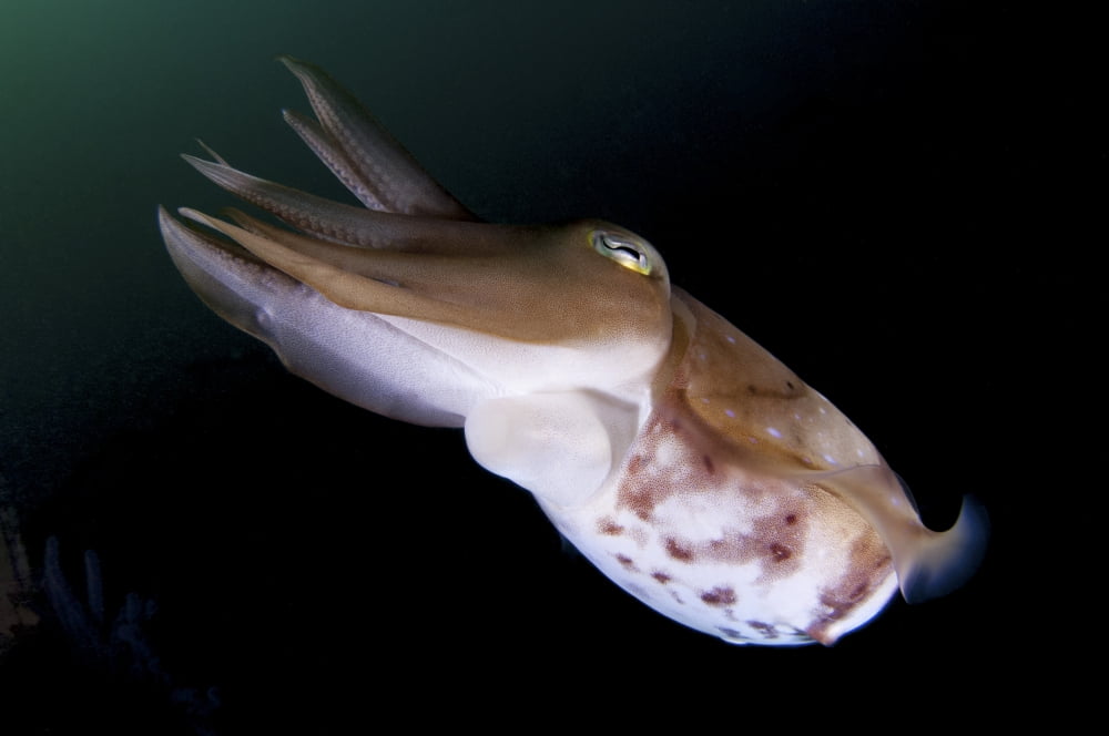 Full body view of a broadclub cuttlefish amongst a reef Canvas Art - Steve JonesStocktrek Images (17 x 12)