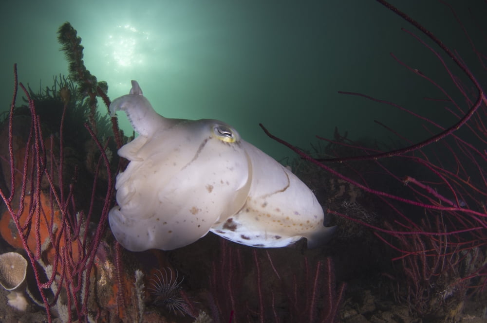 Full body view of a broadclub cuttlefish amongst a reef Canvas Art - Steve JonesStocktrek Images (17 x 12)