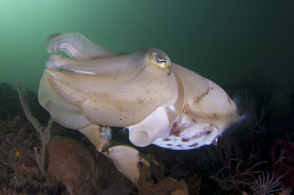 Full body view of a broadclub cuttlefish amongst a reef Canvas Art - Steve JonesStocktrek Images (17 x 12)