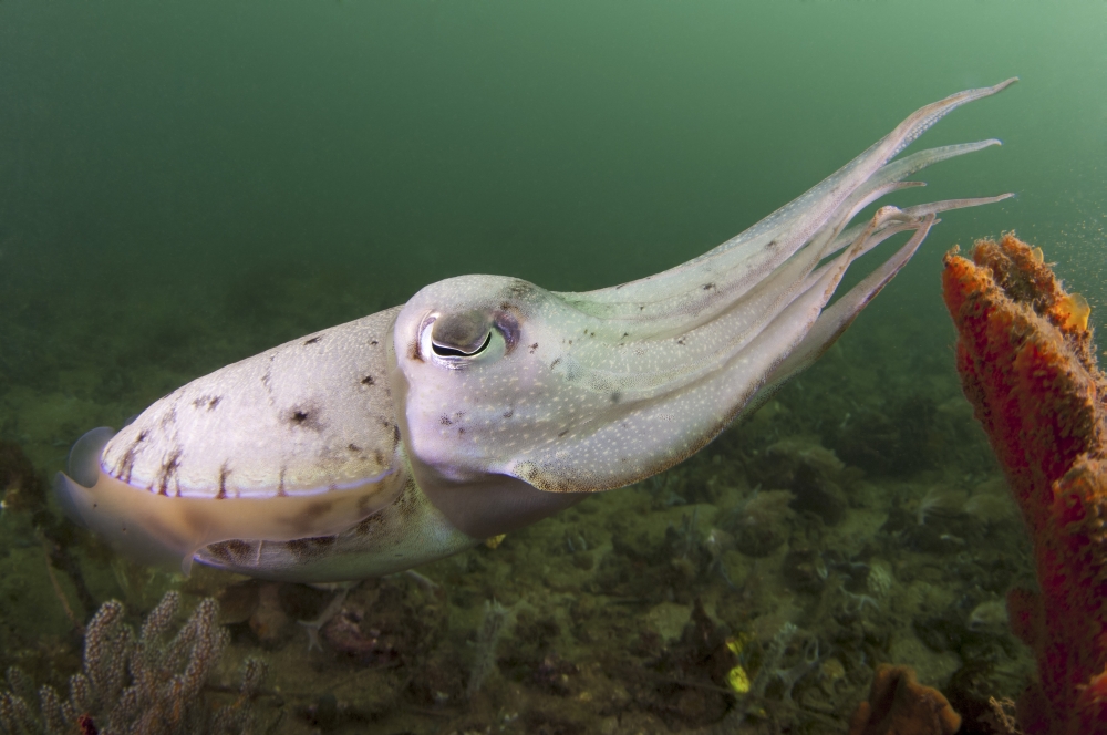 Full body view of a broadclub cuttlefish amongst a reef Canvas Art - Steve JonesStocktrek Images (17 x 12)