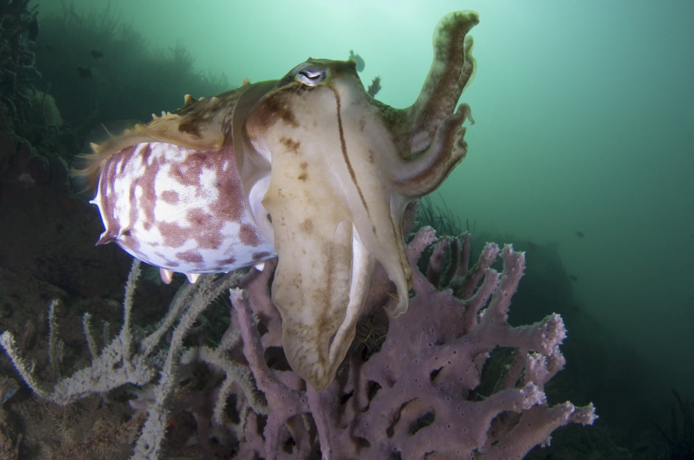 Full body view of a broadclub cuttlefish amongst a reef Canvas Art - Steve JonesStocktrek Images (34 x 23)