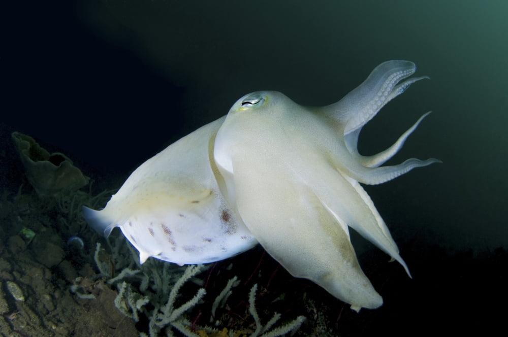 Full body view of a broadclub cuttlefish amongst a reef Canvas Art - Steve JonesStocktrek Images (34 x 23)