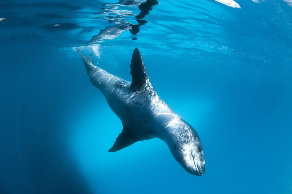 Full body view of a leopard seal Astrolabe Island Antarctica Canvas Art - Steve JonesStocktrek Images (18 x 12)